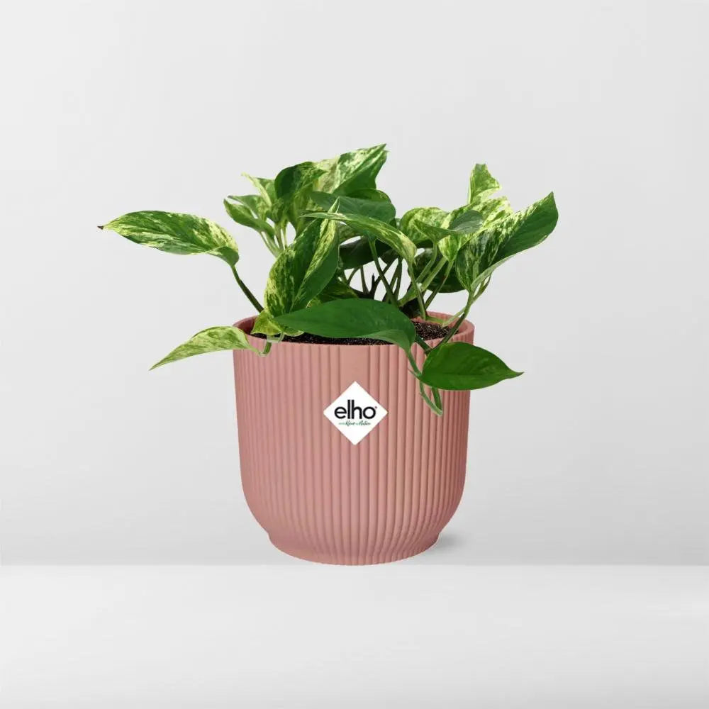 Scindapsus (Epipremnum) Marble Queen in Elho Vibes Fold 14 cm Roze MEERgroothandel Planten