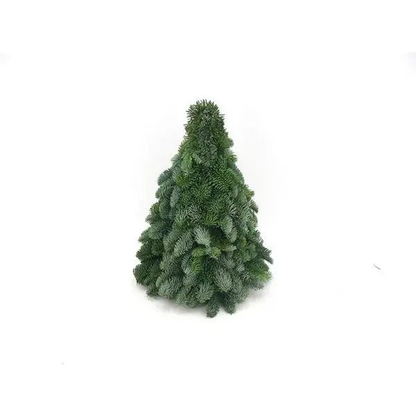 Nobilis-Weihnachtsbaum – ↕40 cm MEERgroothandel Planten