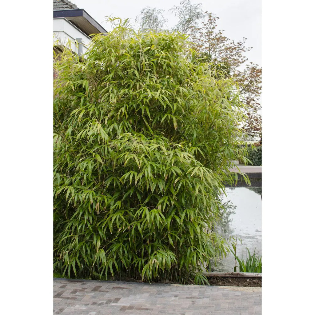 Fargesia rufa - ↕80cm - Ø29 | immergrüner Bambus | ideal für vertikale Gärten - Pille Gartenwelt