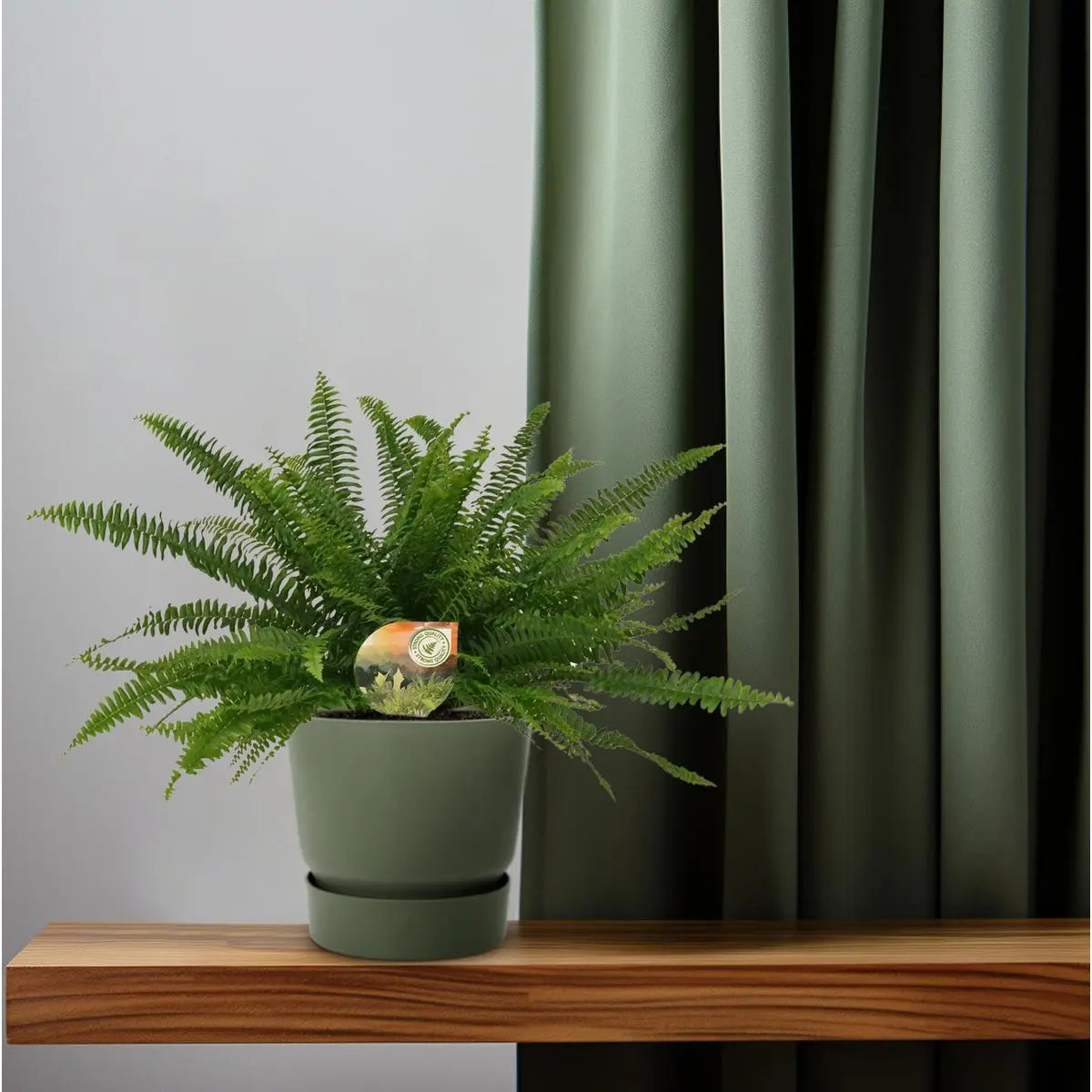 Boston-Farn Nephrolepis Green Lady - Ø17cm - ↕40 cm