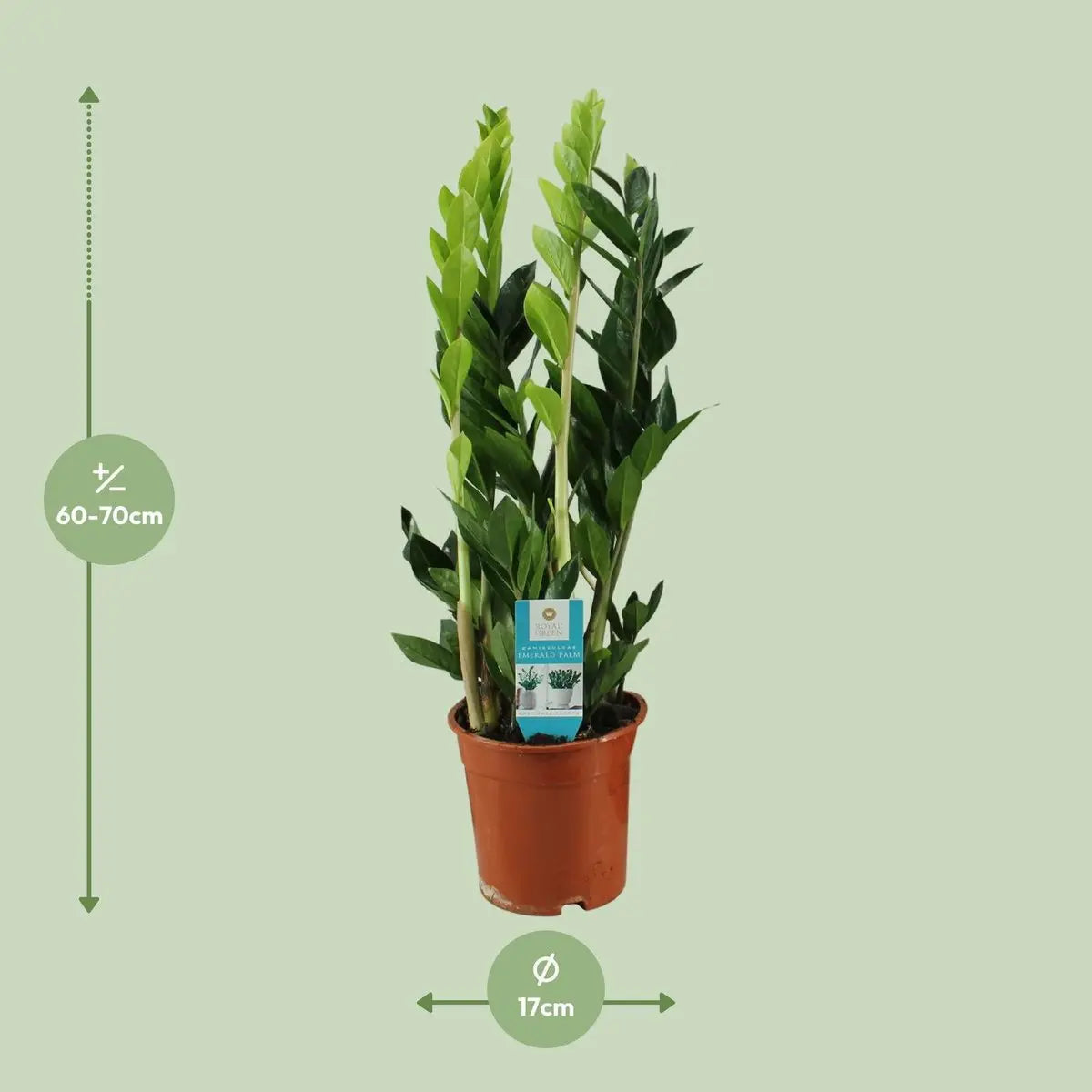 Zamioculcas Zamiifolia - Ø17cm - ↕65cm MEERgroothandel Planten