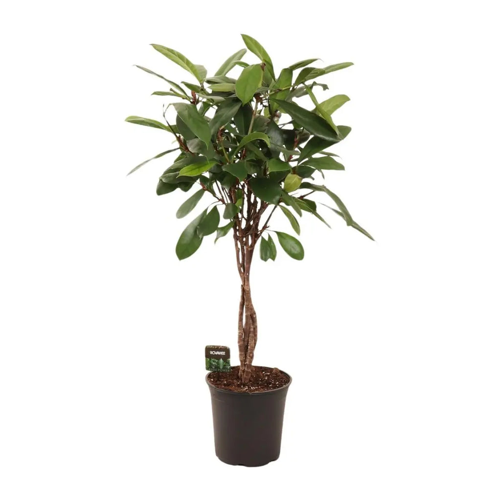 XXL 110 cm Afrikanischer Feigenbaum | Ficus Cyathistipula geflochtener Stamm | P24| immergrün - Pille Gartenwelt