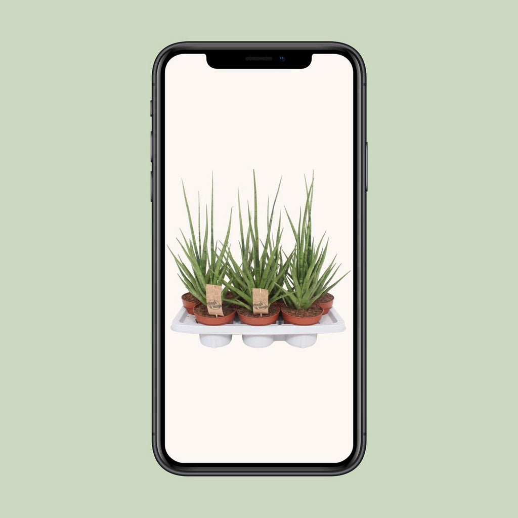 Sansevieria gracilis  | [P14-H55] | grau-grün und pflegeleicht