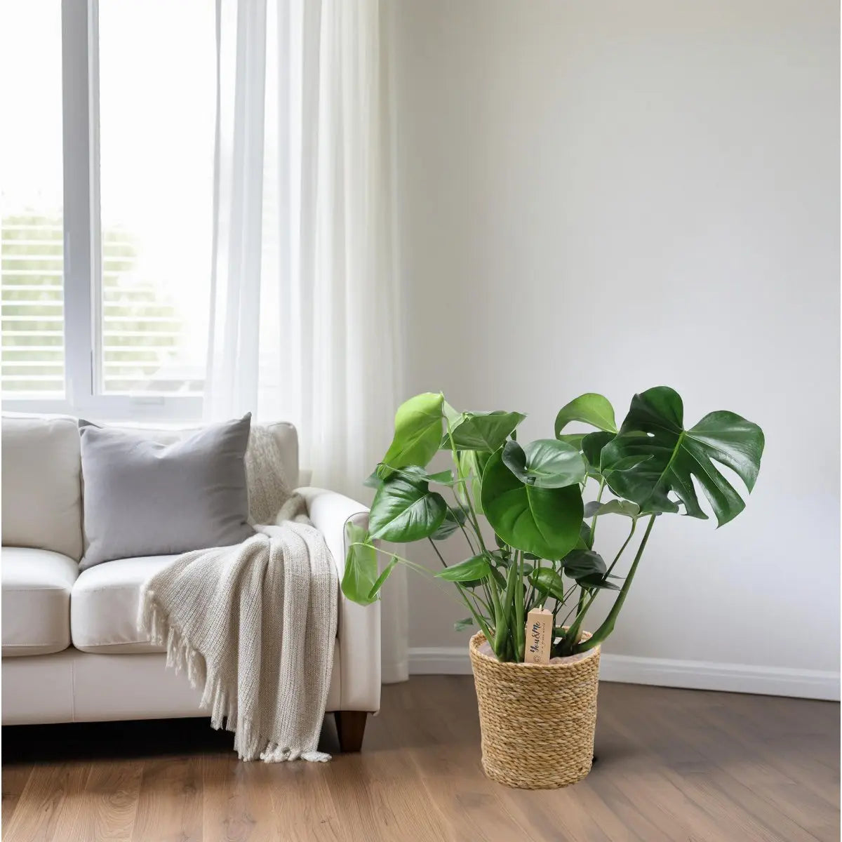 Monstera im natürlichen Korb - Ø21 cm - ↕60 cm