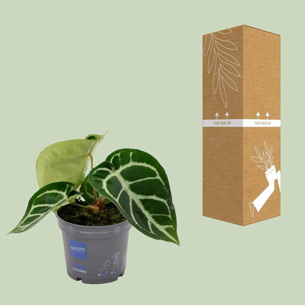 Anthurium crystallinum Ø 12cm Kristallium Samtblatt Zimmerpflanze Silberadern - Pille Gartenwelt