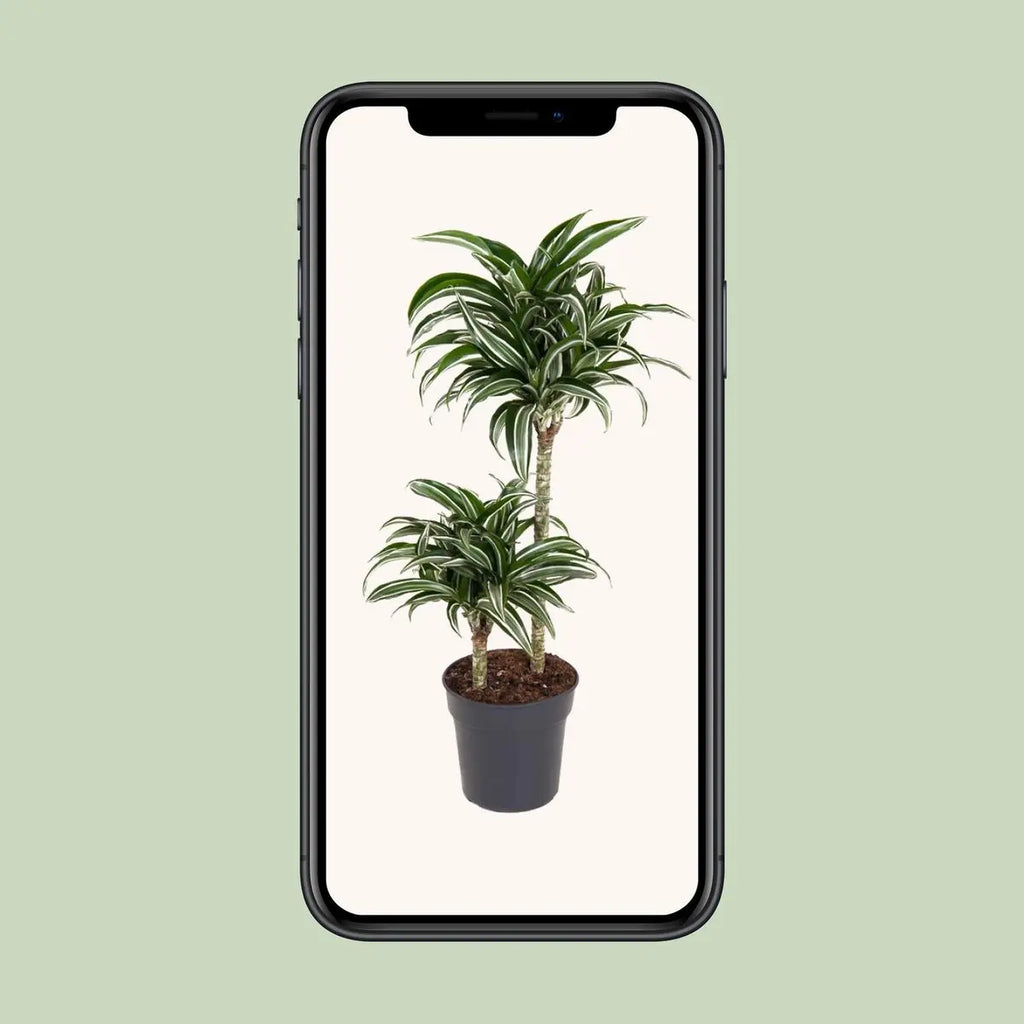 Dracaena Jade Jewel 45-15 [P19-H80] | Drachenbaum - Pille Gartenwelt