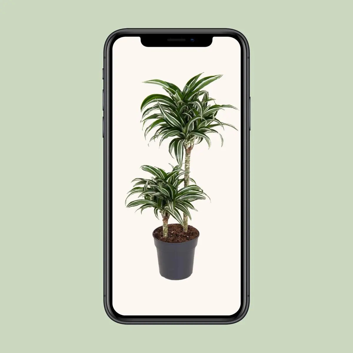 Dracaena Jade Jewel 45-15 [P19-H80] | Drachenbaum - Pille Gartenwelt