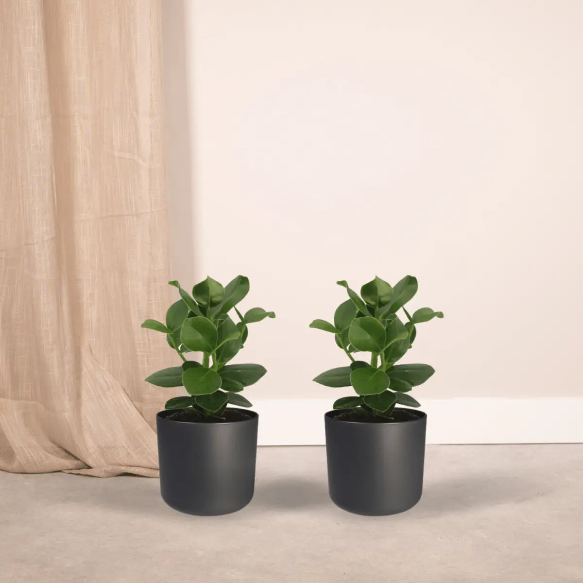 Clusia -Prinzessin (Signaturebaum) - 2 Teile - Ø12cm - ↕15cm