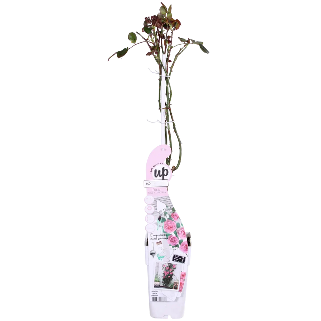 3x - Rosa Crazy in Love 'Pink' - ↨65cm - Ø15 MEERgroothandel Planten