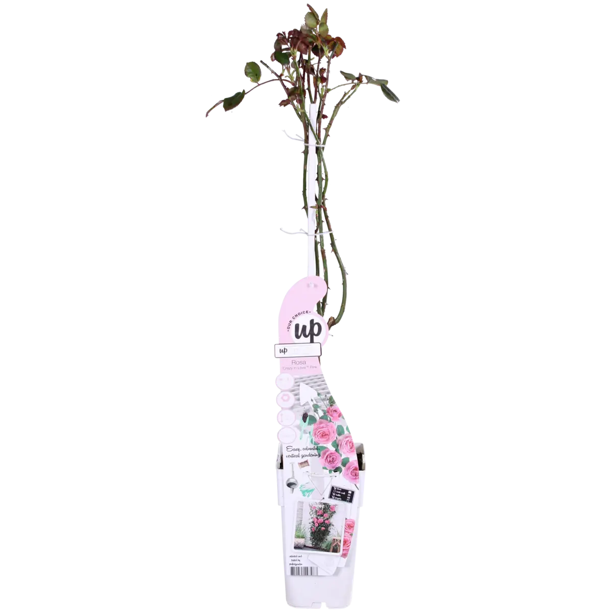 3x - Rosa Crazy in Love 'Pink' - ↨65cm - Ø15 MEERgroothandel Planten
