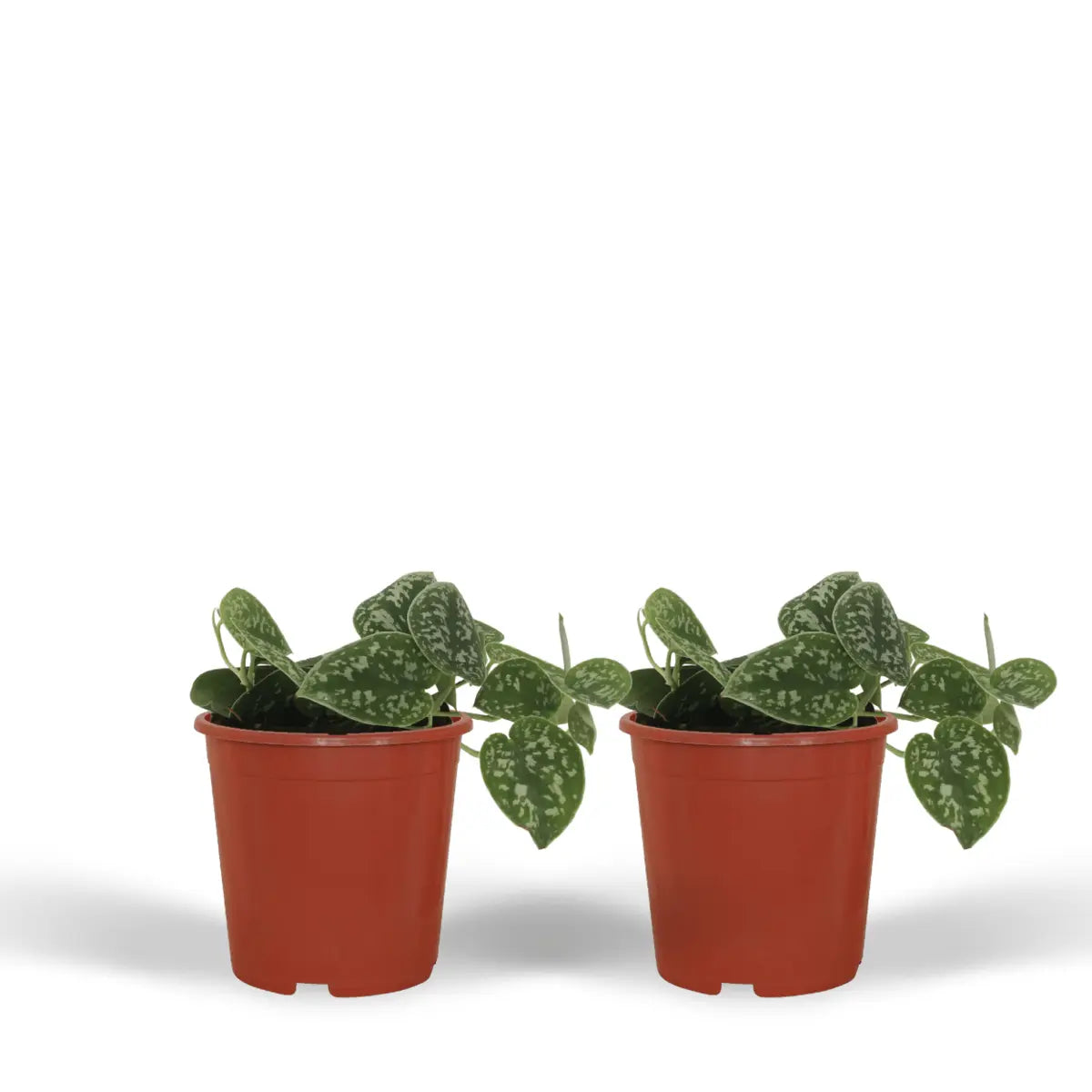 2x Scindapsus Bild - Epipremnum - 15 cm - Ø12 cm