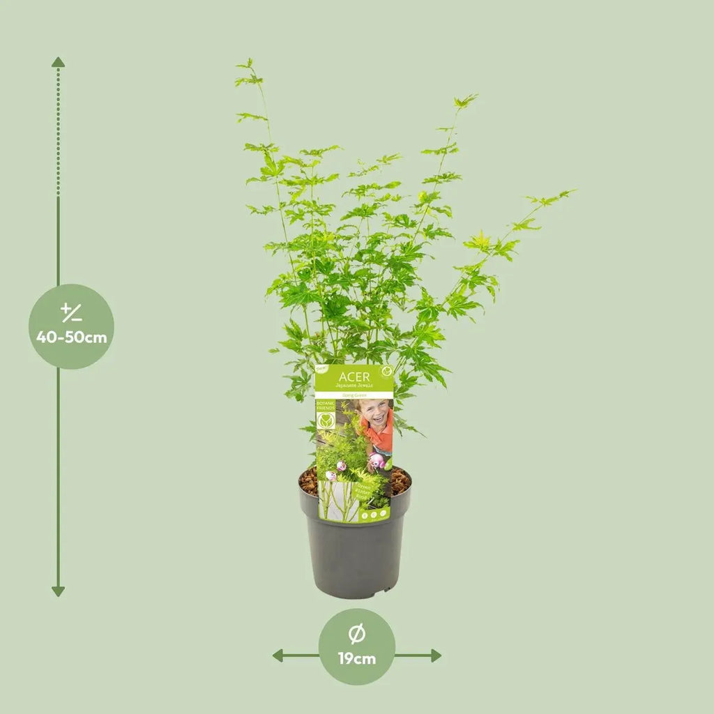 Produktbeschreibung – Acer palmatum (grün) – Ø19 cm – ca. 50 cm

