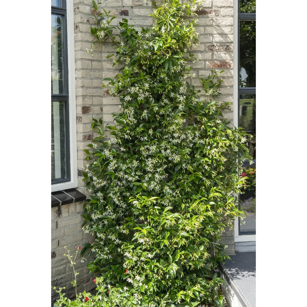 Trachelospermum ‘Star of Venice’ Sternjasmin | duftend | immergrün | 15 cm Durchmesser 65 cm hoch - Pille Gartenwelt