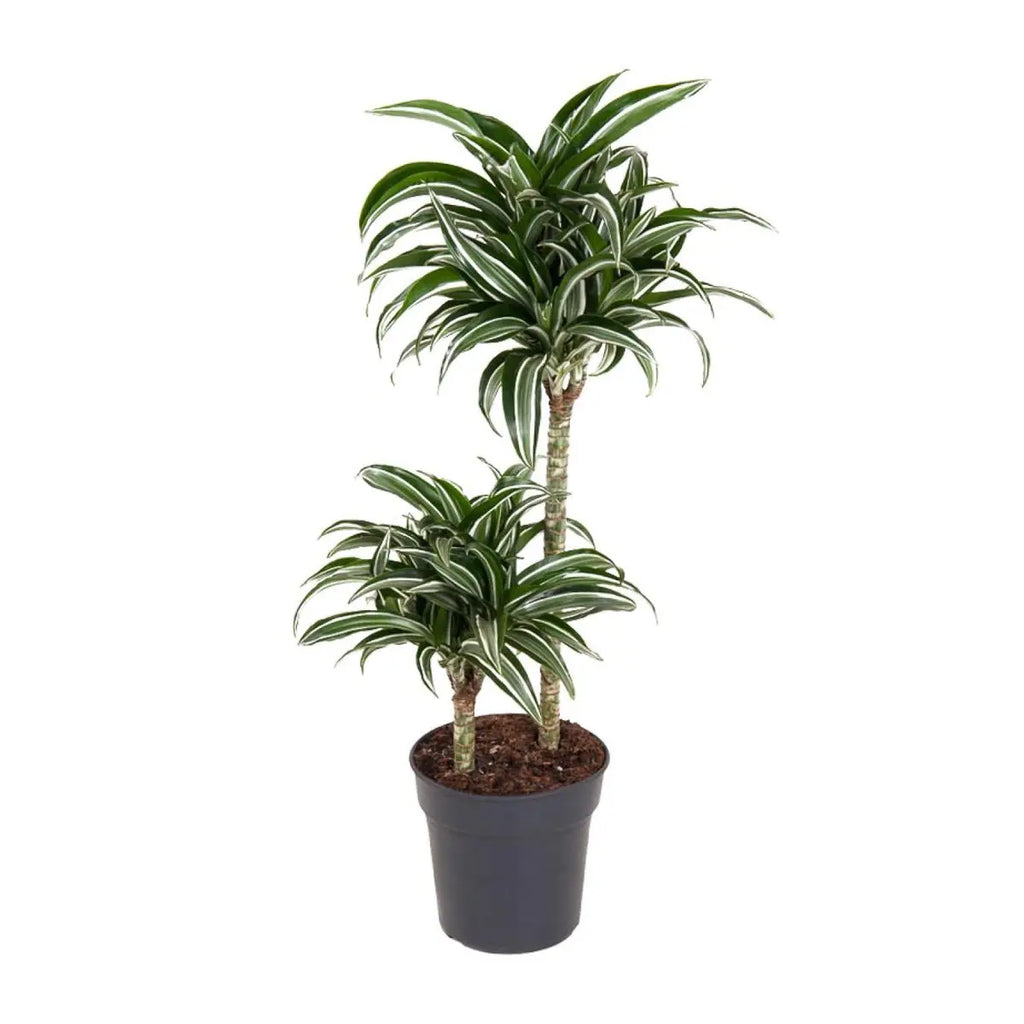 Dracaena Jade Jewel 45-15 [P19-H80] | Drachenbaum - Pille Gartenwelt