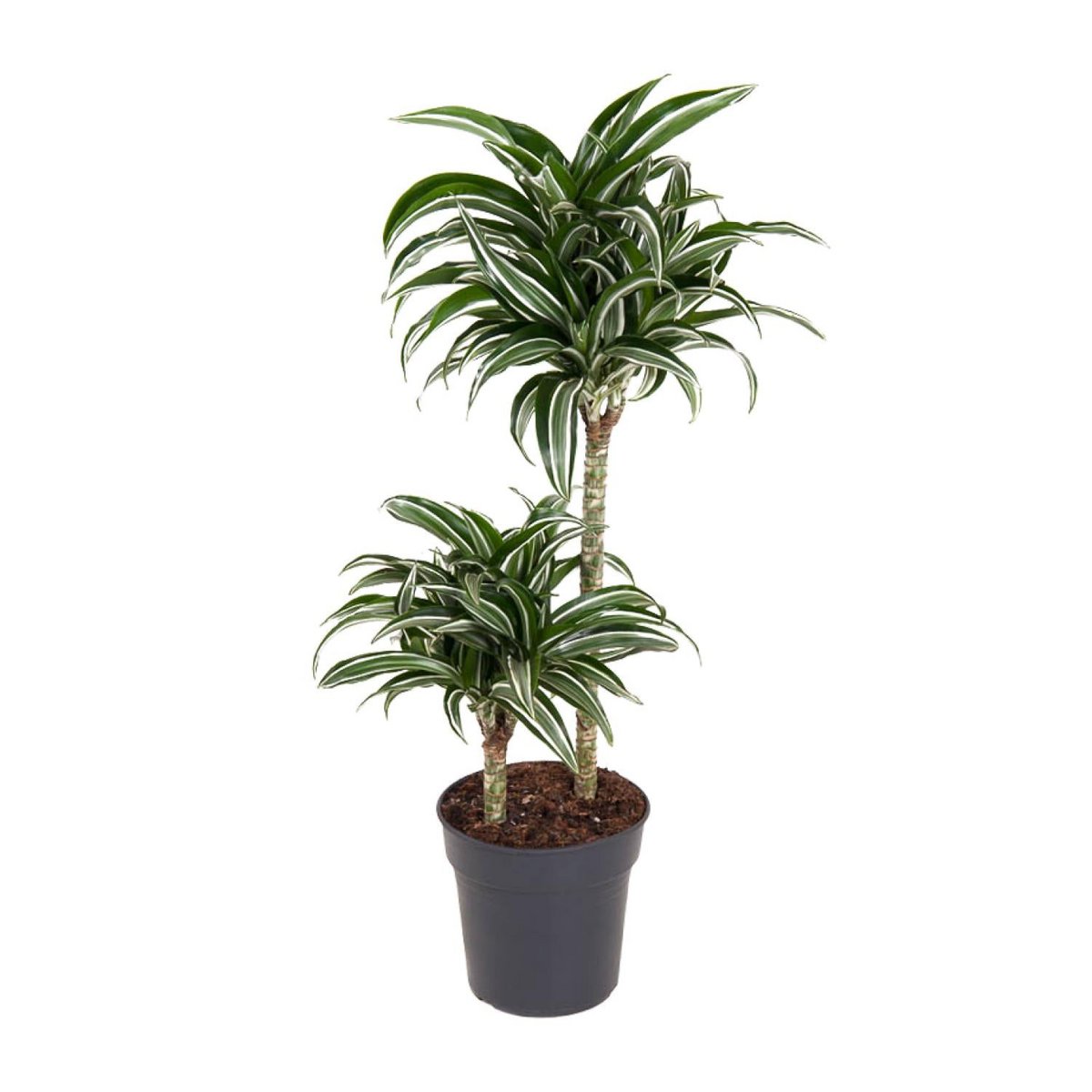 Dracaena Jade Jewel 45-15 [P19-H80] | Drachenbaum
