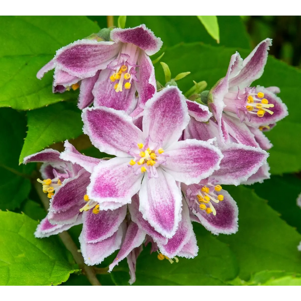 Maiblumenstrauch Deutzia 'Raspberry Sundae'® - ↕30cm - Ø19cm - Pille Gartenwelt