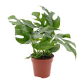 Minima Monstera – Kompakte Zimmerpflanze, ca. 25 cm hoch, Topf-Ø 13 cm - Pille Gartenwelt