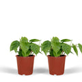 2x Philodendron Climbing - 15 cm - Ø12