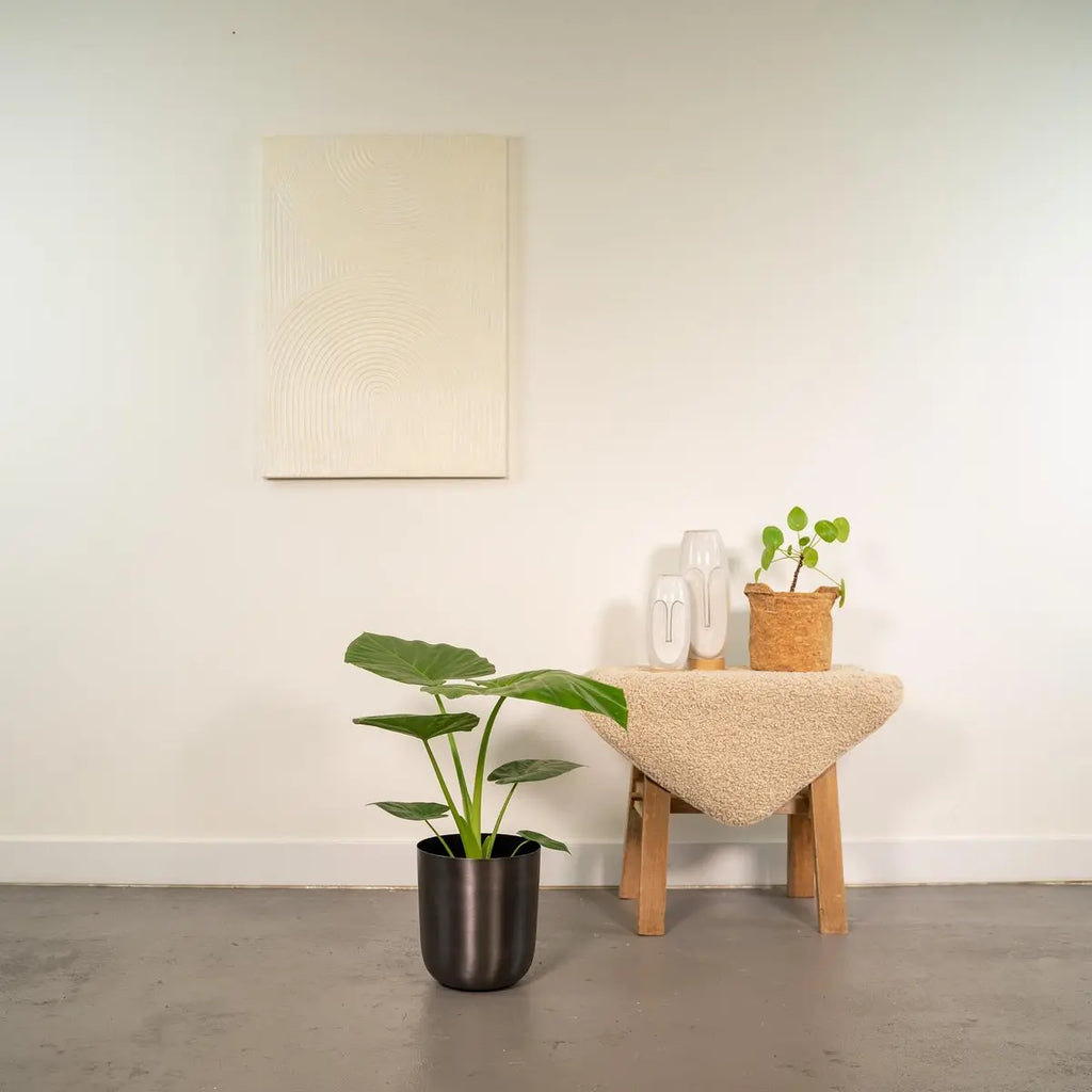 Alocasia macrorrhiza im Topf Mayk Blei – Ø19cm, ca. 70cm - Pille Gartenwelt