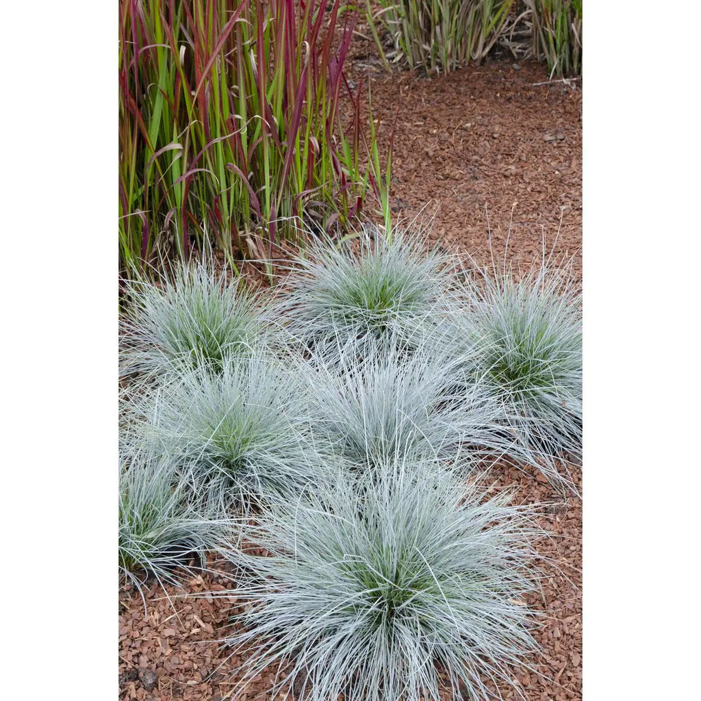 Festuca Glauca Azura Blue - Ø19cm - ↕40cm - Ø14 - ↨30cm |Zier-Gras Blauschwingel - Pille Gartenwelt
