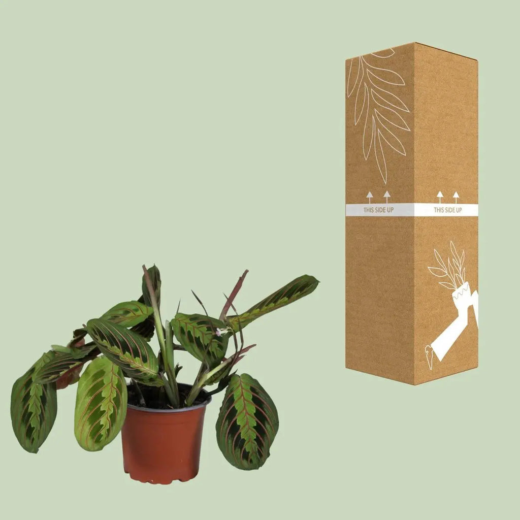 Gebetspflanze Maranta leuconeura ‘Fascinator’  - Ø12cm - ↕30 cm
