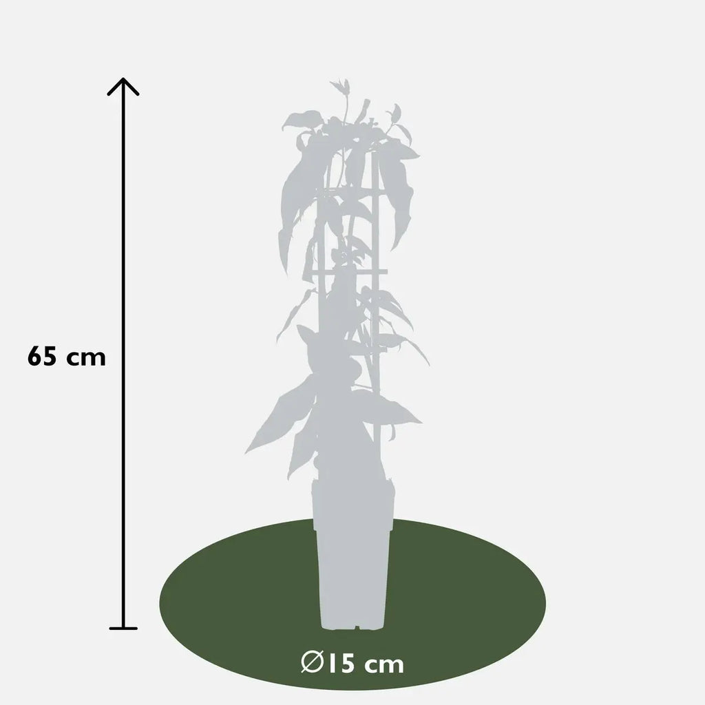 4x - lonicra henryi - ↨65cm - Ø15 MEERgroothandel Planten