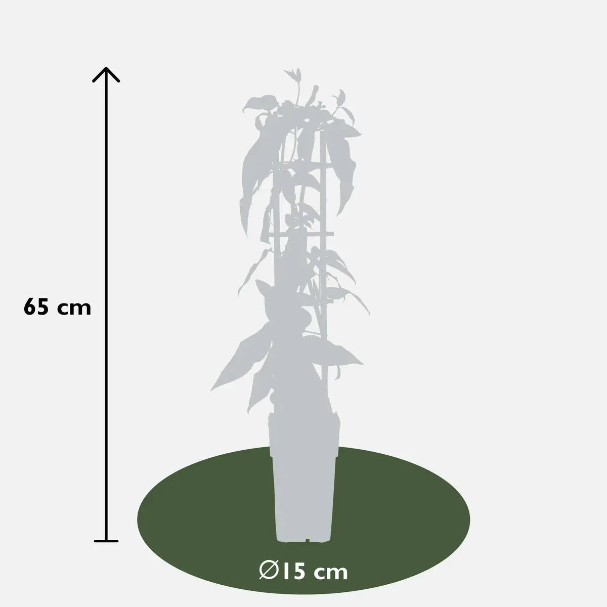 4x - lonicra henryi - ↨65cm - Ø15 MEERgroothandel Planten