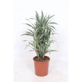 Dracaena White Stripe | [P24-H100] MEERgroothandel Planten