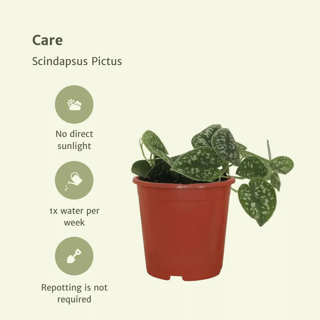 Scindapsus Pictus - 4 Stück - ø12cm - ↕15cm MEERgroothandel Planten