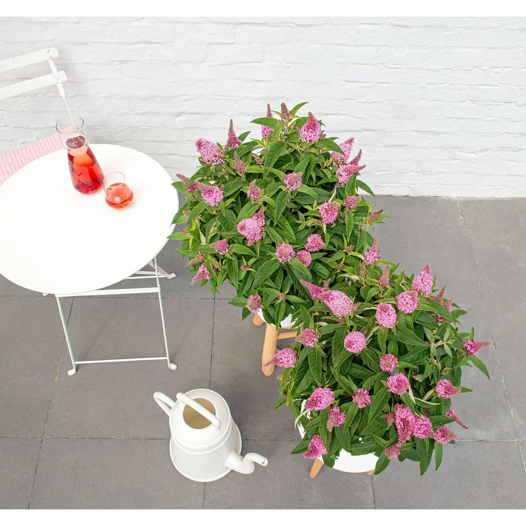 Buddleja Dav. 'Butterfly Candy Little Pink'® - ↕25 cm - Ø19cm - Pille Gartenwelt