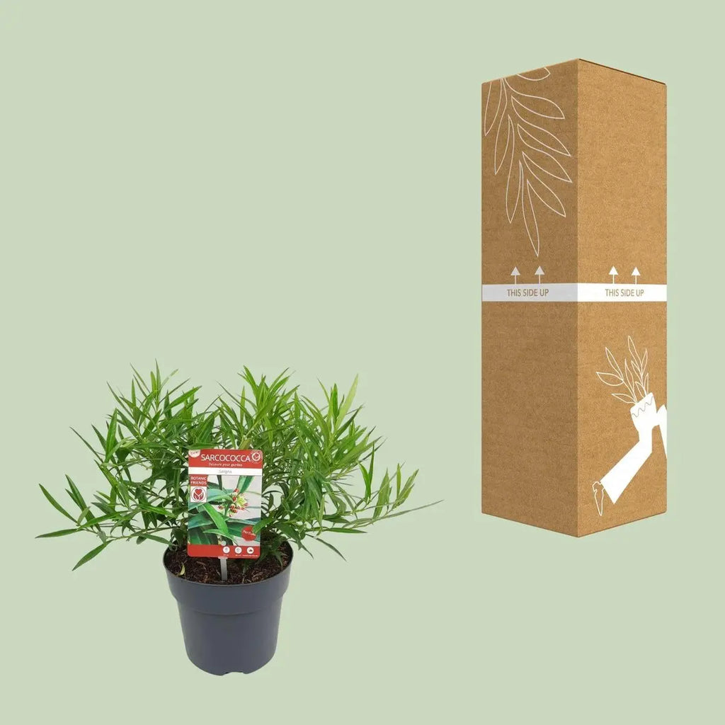 Sarcococca saligna – Immergrüne Fleischbeere, 30 cm, Topf 17 cm - Pille Gartenwelt
