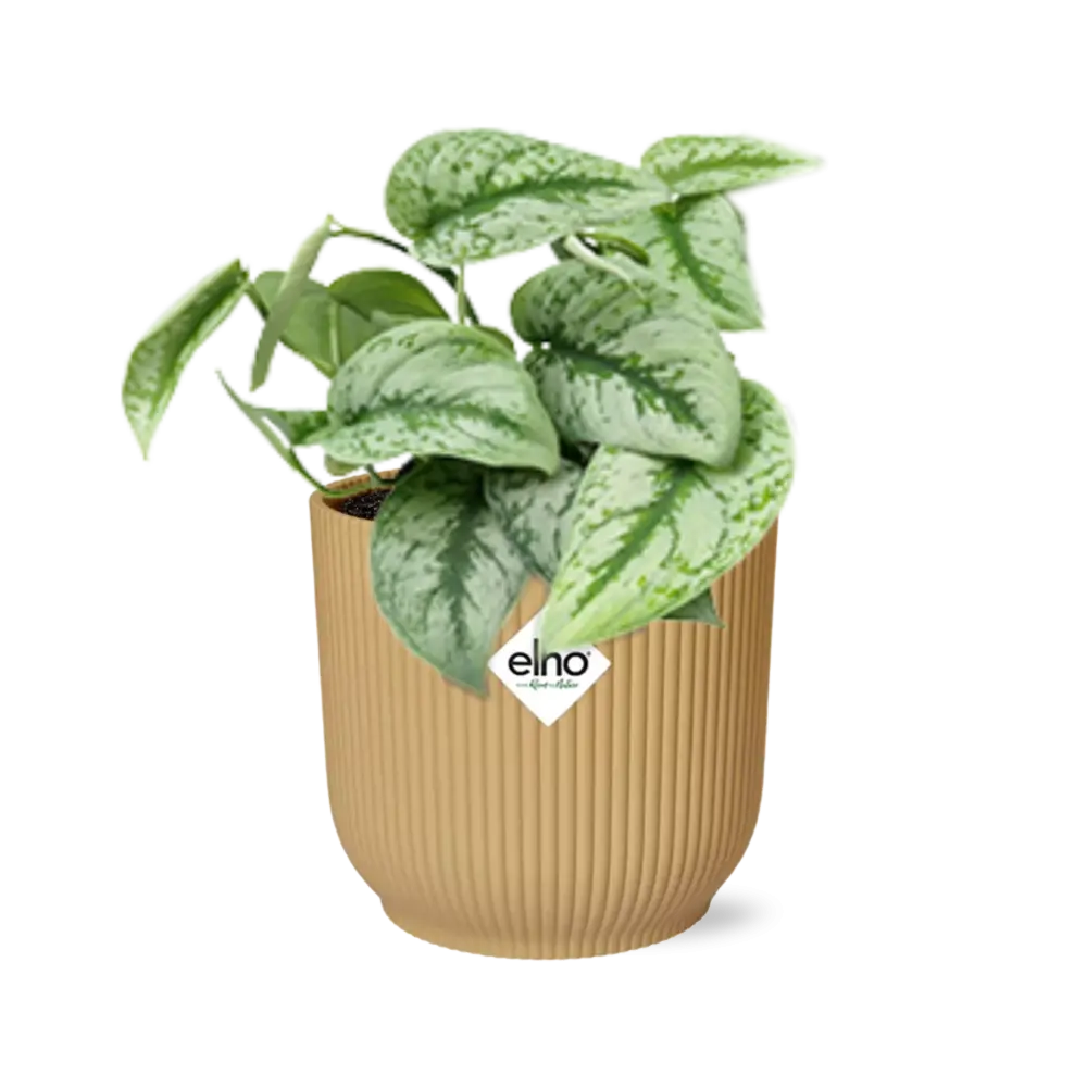 Scindapsus gemalt 'Trebie' in Elho Vibes Fold 14 cm Geel MEERgroothandel Planten