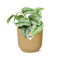 Scindapsus gemalt 'Trebie' in Elho Vibes Fold 14 cm Geel MEERgroothandel Planten