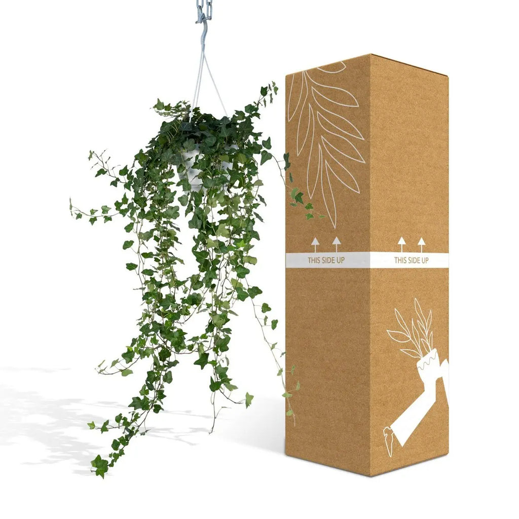 Hedera Wonder Green Hang - Efeu - Ø17cm - ↕70cm MEERgroothandel Planten