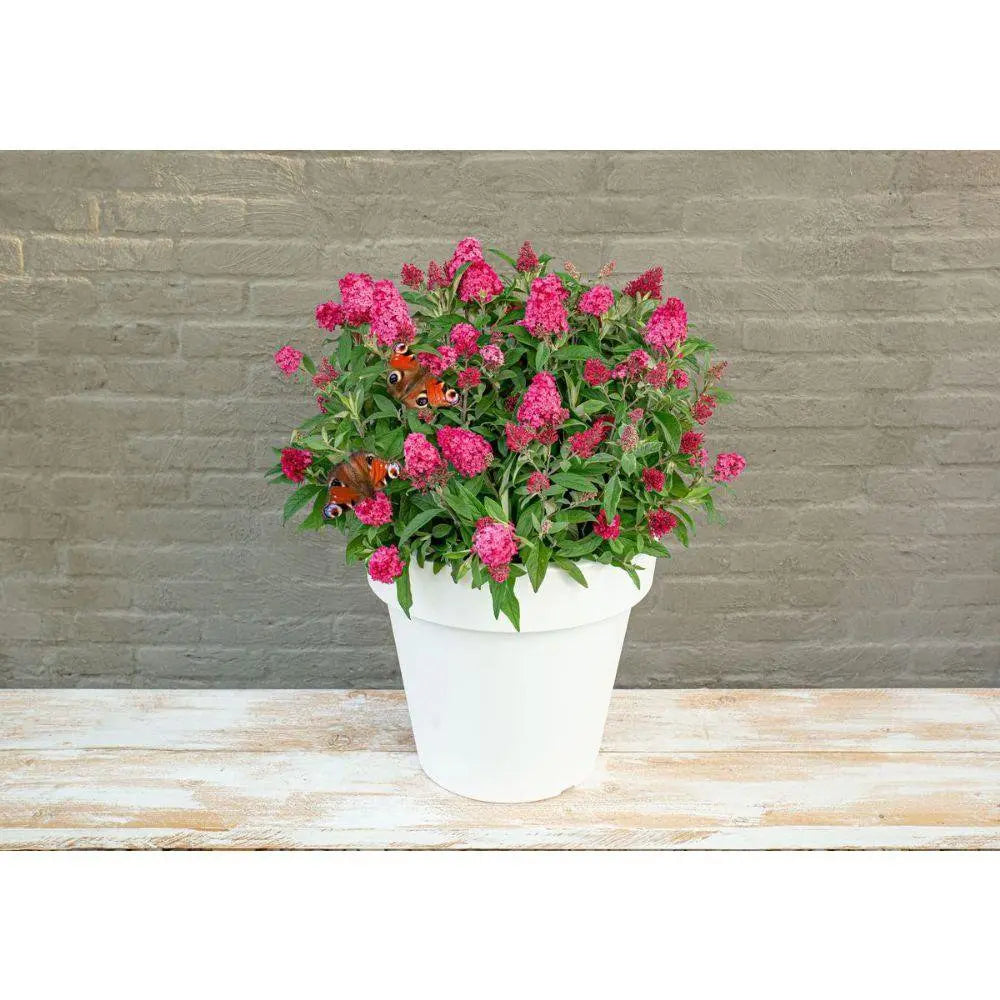 Buddleja Dav. 'Butterfly Candy Little Ruby'® - ↕25 cm - Ø19cm - Pille Gartenwelt