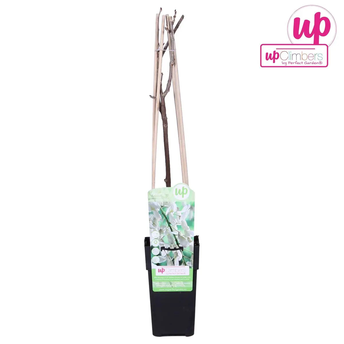 Wisteria Floribunda Alba - Weißer Regen - Ø15 cm - ↕65 cm