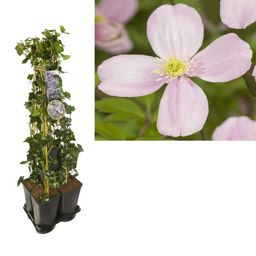 1 M. Privacy Mix Hedera + Clematis Mont. 'Rubens' +label | [P17-H90] MEERgroothandel Planten