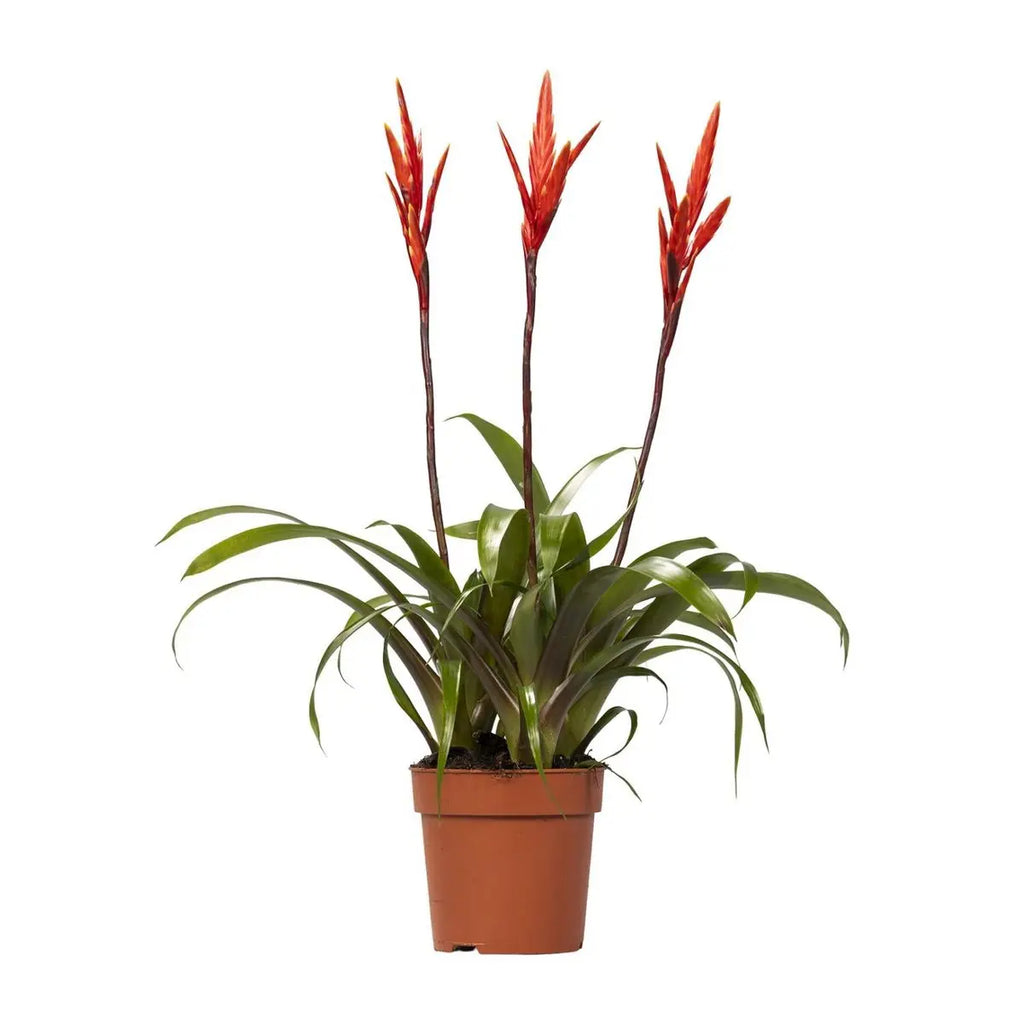 Vriesea Bromelie Ø12 cm ca. 55 cm tropisch pflegeleicht luftreinigend - Pille Gartenwelt