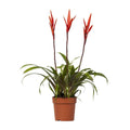 Vriesea Bromelie Ø12 cm ca. 55 cm tropisch pflegeleicht luftreinigend - Pille Gartenwelt