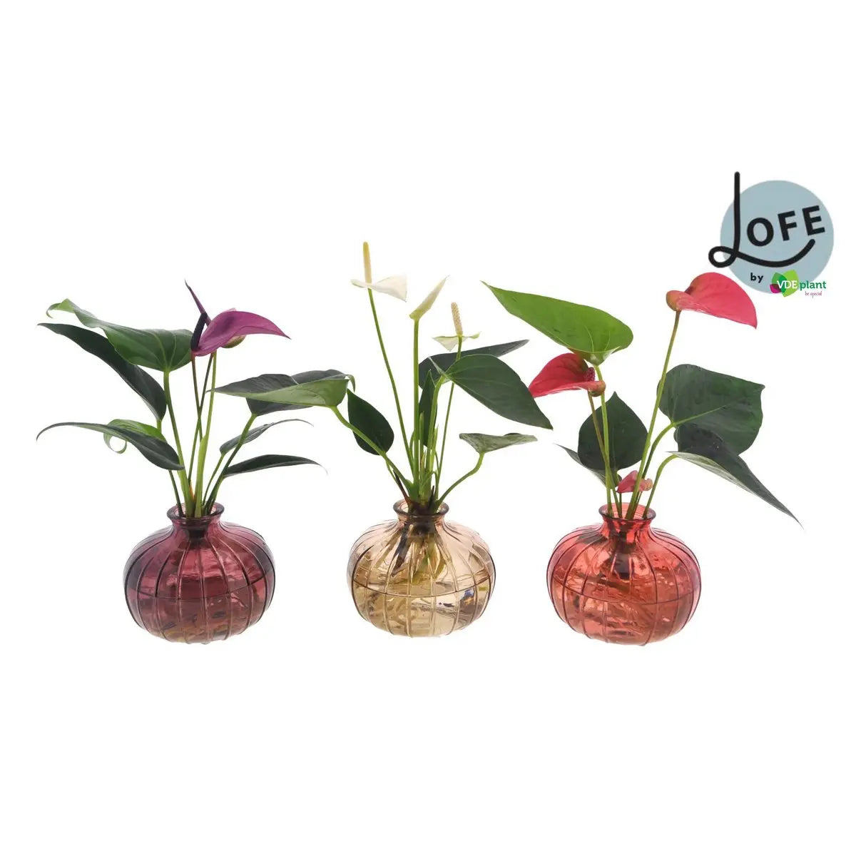 Anthuriummischung in Nela 3 Farben - 3 Teile - Ø12cm - ↕30 cm MEERgroothandel Planten