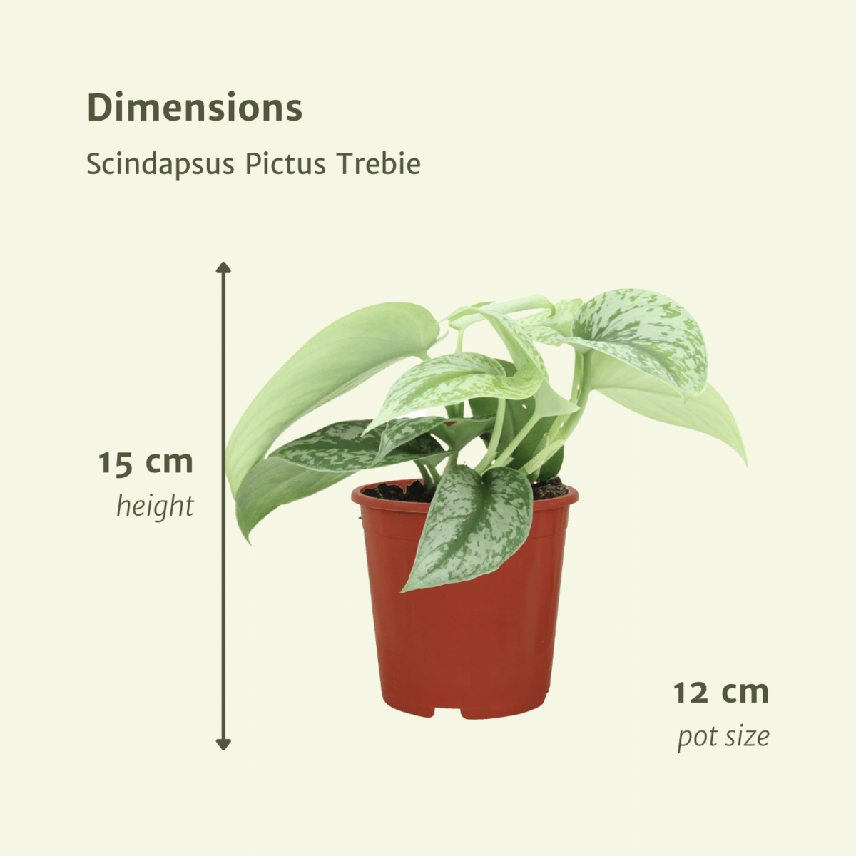 2 x Scindapsus Bild Trebie (Epipremnum) - Ø12CM - ↕15cm