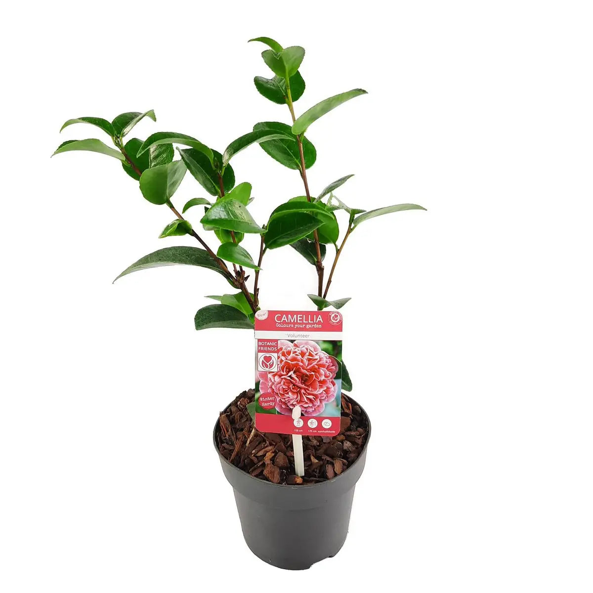 Kamelie ‘Volunteer’® (Camellia japonica) - Ø13cm - ↕20cm - Pille Gartenwelt