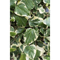 4x - Hedera Colchica 'dentata variegata' - ↨65cm - Ø15 MEERgroothandel Planten