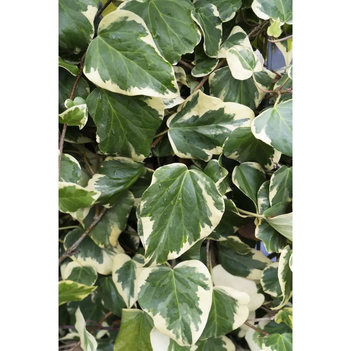 4x - Hedera Colchica 'dentata variegata' - ↨65cm - Ø15 MEERgroothandel Planten