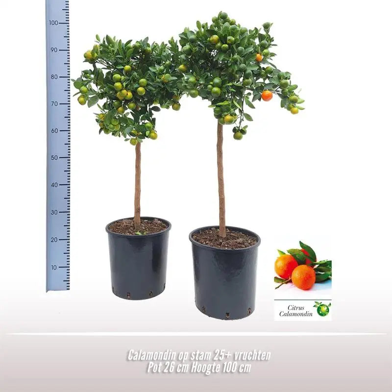 Calamondin auf Stam | [P26-H100] MEERgroothandel Planten