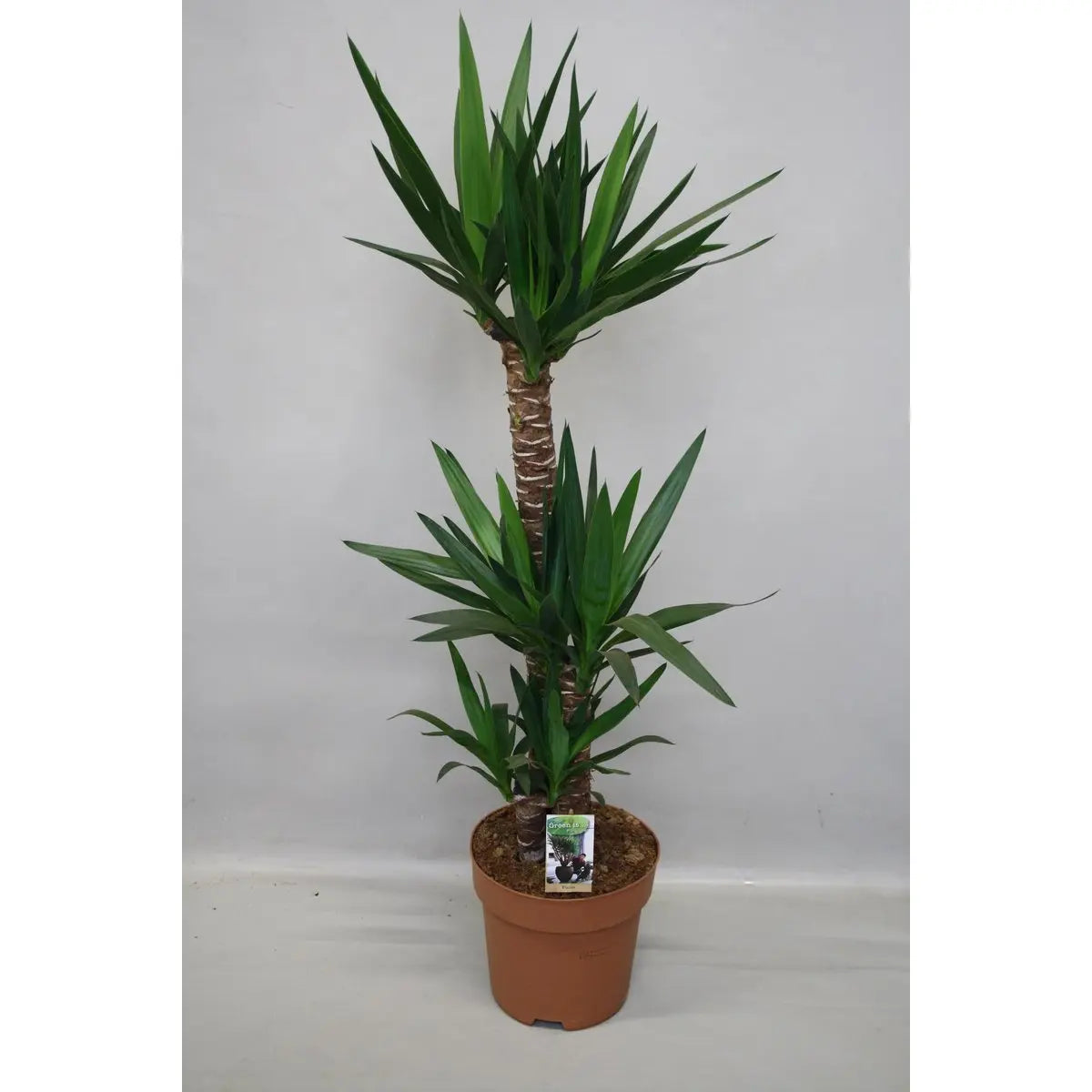 „Palmlilie Yucca – aufrechter Stamm und schwertförmige Blätter, moderner Look“