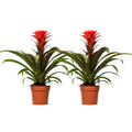 Guzmania Hope - 2 Stück - Ø12cm - ↕40cm MEERgroothandel Planten