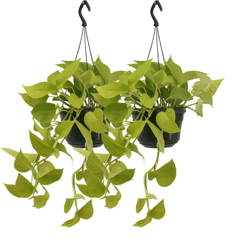 Epipremnum golden pothos (scindapsus) - 2 stuks - Ø15cm - ↕25cm MEERgroothandel Planten