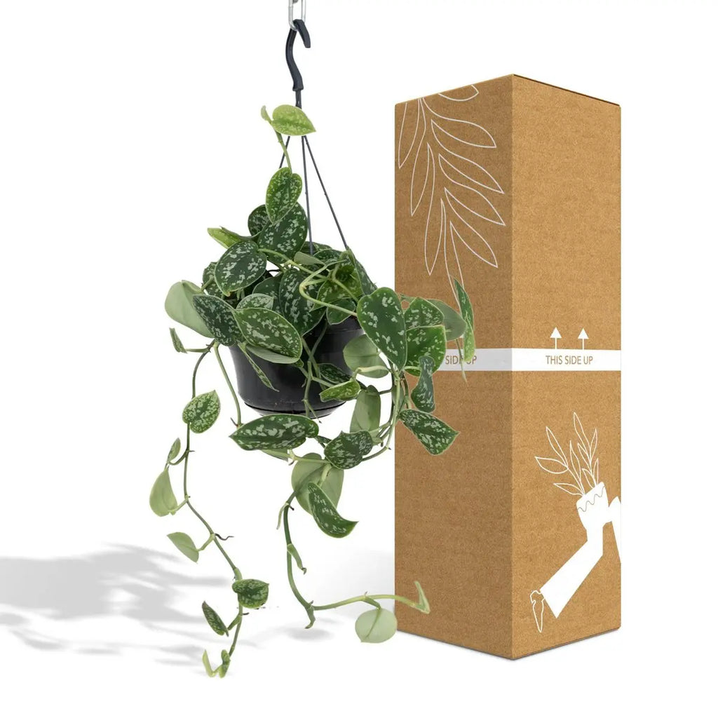 Scindapsus Pictus Trebie - Epipremnum - Ø15cm - ↕25cm MEERgroothandel Planten