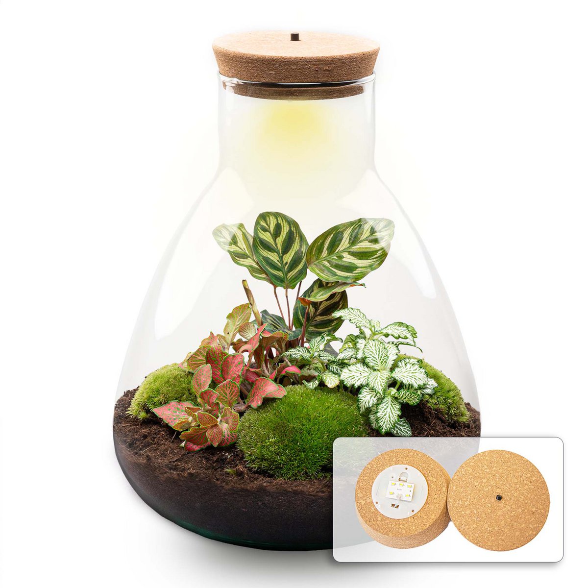 Terrarium-Bausatz – Sam Calathea mit Licht – Flaschengarten – ↑ 30 cm